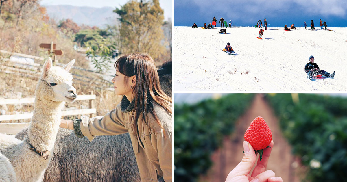 Alpaca World + Snow Sled + Strawberry Farm 1 Day Tour near Seoul